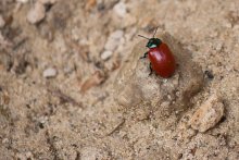 Käfer / ---