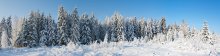Brjansk Wald / ***