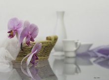 Morgen mit Orchidee / .................