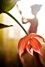 Flowers of Life ... / ***
