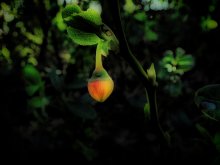 Taschenlampe / ***