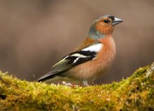 Finch 2012 / ***