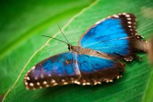 Schmetterling / ---