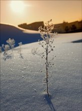 Morgenröte ... / ***