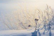 Morgen / ***