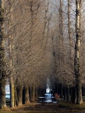 Allee beim Fluss / ***
