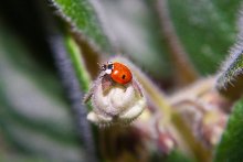 Auch wachte auf und kroch zu der violetten)) / ***