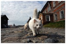 Katzen Solovetsky / ***