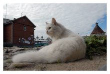 Katzen Solovetskie Nummer 2 / ***