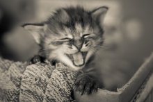 Wo bist du, Mutter? .. / ***