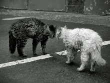 Um die Barriere! / **************