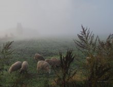 Nebliger Morgen / ......