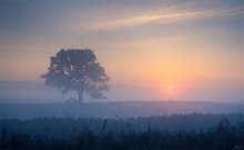 Nebliger Morgen / ***