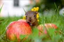 Eichhörnchen und Äpfel / ***