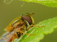 Fly-zhurchalka Leucozona Glaucia / ***