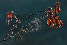 "Spider" / ***