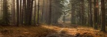 Die April-Wald / ***