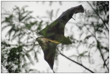 Pipistrello durch das Laub. / ***