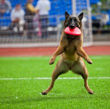 Der Ball wird genommen / ***