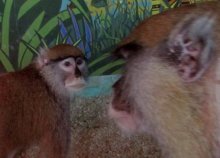 Monkeys / ***