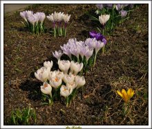 Krokus / Krokus ili Shafran ..