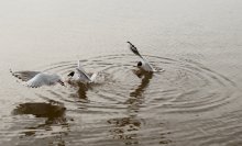Auf der Jagd nach Nahrung / ***