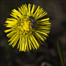 Sammlung / ***