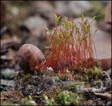 Hindernislauf ... / ***