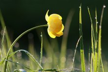"Trollblumen" / ***
