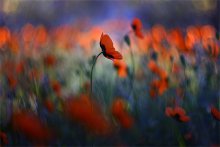 Mohn Königreich ... / .......