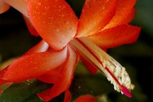 Frische / ***