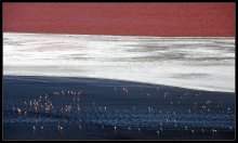 Tricolor ... Flamingo in der blauen. / ***