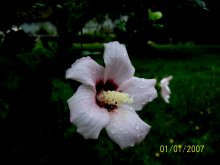 Malva ... / ***