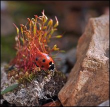 Kleine Hindernisse ... / ***