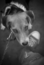 Terrier / ...