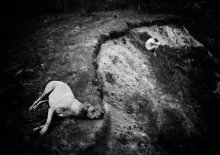 animus / ***