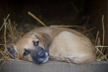 Hund, der drei Beine hat / ***