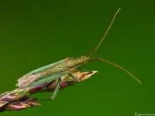 Bug slepnyak / ***