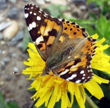 Schmetterling / ***