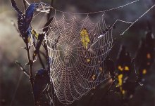 "Gossamer" / ***