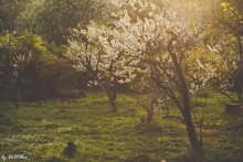 Der Magic Spring .. / ***
