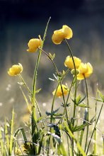 "Trollblumen" / ***