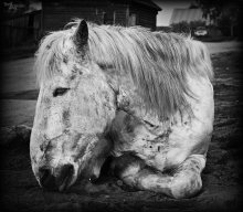 Das alte Pferd / ***