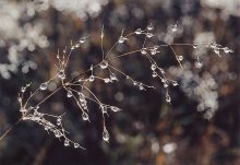 "Tautropfen" / ***