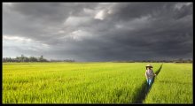 Rice Field .... / ***