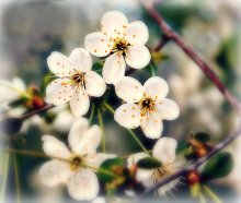 Im Garten / ***