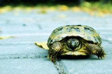 Schildkröte / ***