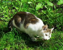 - Es ist nichts nützlicher als Gras im Frühjahr ... / ***