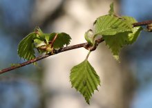Die Welt der Makro-(2) / ***