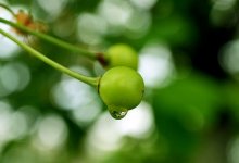 Nach dem Regen / ***